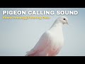 Pigeon Calling Sound