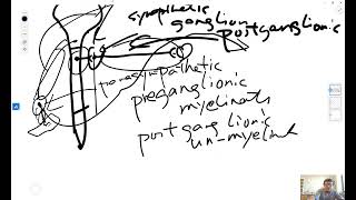 Topic 13 The Autonomic Nervous System