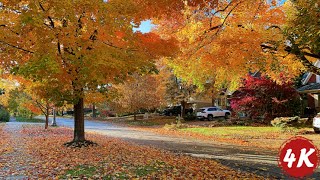 Peaceful Canadian Neighborhood Walk | Beautiful Autumn Ambience | Sound for Sleep and Study