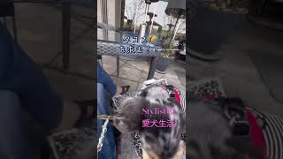 【愛犬と目黒】【愛犬生活】【目黒でタコス】【15歳ダックス】【ペット同伴 #ワンコ#シニア犬 #ダックス【スタイリスト愛犬生活】#ランチ#タコス#メキシカン #目黒#ブログ