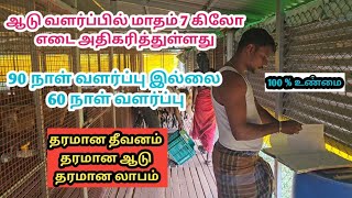 ## 60 நாள் ஆடு வளர்ப்பில் நினச்சு பார்க்க முடியாத அளவிற்கு எடை அதிகரித்துள்ளது..