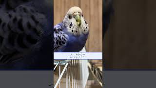 みかんの白いとこと 三つ葉に夢中な今日のテコちゃん　#セキセイインコ #小鳥 #birds