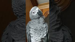 #peekboo#africangreylover #africangrey #africangreyparrots #africanparrot  #cenerino #pappagallo