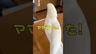 構ってくれないママになんとかアピールし続けるオウム#shorts