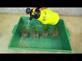 how to grow podocarpus in bananas at home for beginners growing podocarpus from branches