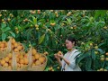 The Peacyful Life in the Countryside. Loquat Harvesting, Make Pickled Loquat.