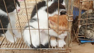 Kittens were sold to the country market without food and water.