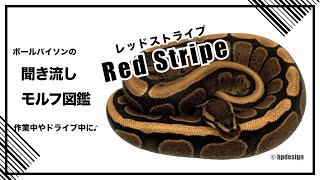 ボールパイソンの聞き流し モルフ図鑑 レッドストライプ Red Stripe