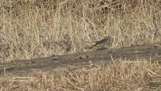 【一分動画】🐤鳥シリーズ　タヒバリ　Water Pipit（セキレイ科）