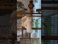 preening with a very fluffy and cute emilio pied ringneck dove