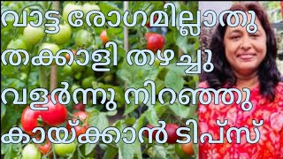 വാട്ട രോഗമില്ലാതു തക്കാളി തഴച്ചു വളർന്നു നിറഞ്ഞു കായ്ക്കാൻ ടിപ്സ് .Tomatoes flourish and bear fruit.