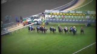 【競馬】 京都記念 2016年 サトノクラウン タッチングスピーチ - マヤノタバラのJRA頭脳