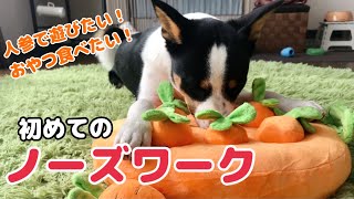 【初めてのノーズワーク】おやつより人参のおもちゃに夢中の犬