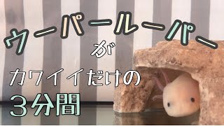 【ウーパールーパー】がカワイイだけの3分間【あくび】