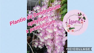 Plantio de Dendrobium aphyllum x primulinum