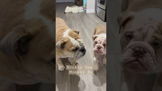 Bruno Learning From His Big Bro #englishbulldog #funny #animals #baby