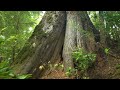 trees of haida gwaii a cinematic journey through ancient forests 🌲🌲