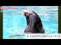 【宮城観光】東北最大級！人気の仙台うみの杜水族館をご紹介