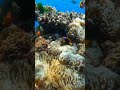 clown fish among the coral reef shorts ocean fish