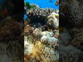 clown fish among the coral reef shorts ocean fish