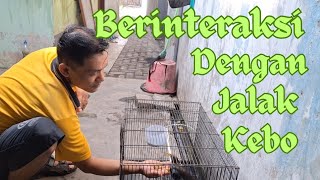 Berinteraksi dengan paijo paijem burung jalak kebo ku #animals #birds #dubbing