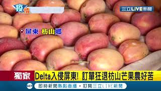 枋山芒果農好苦...Delta入侵屏東出現訂單狂退擔心\