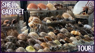 Shell Cabinet Tour - 2025! What Seashells Have I Collected? #shells