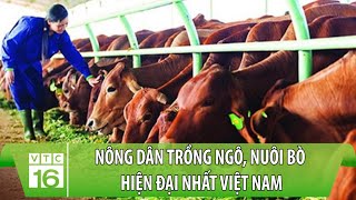 Nông dân trồng ngô, nuôi bò hiện đại nhất Việt Nam | VTC16