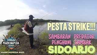 INI YANG BIKIN PEMANCING SAKAU!!!Casting full sambaran predator marrcingpedia#003