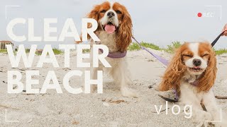 Dogs Friendly Beach Clearwater Beach Florida