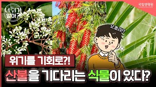 [너 이거 알아?] 산불에도 살아남는 식물들의 놀라운 생존법