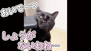 「おいで」と呼ぶと、お膝に乗って甘えてくれる猫が最高にかわいい #Shorts