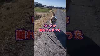 逃走した、ゴールデンレトリバーきなこ #shorts  #ゴールデンレトリバー  #ゴールデンレトリーバーgolden  #愛犬