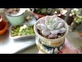 How To Grow Succulents Indoors