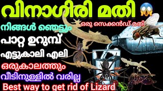 ഇത് ഒന്നു മതിപല്ലി എലി പാറ്റ ഒന്നും വീട്ടിൽ കാണില്ല100% സിമ്പിൾBest way to get ridof Lizard our home