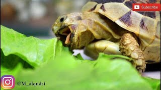 شاهد سلحفاة تأكل الخس 😍🐢 Watch this turtle how to eat lettuce / Mohamed Vlog