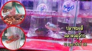 Cichlid fish, Chatuchak Market, February 12, 2015