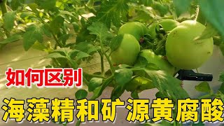 海藻精和矿源黄腐酸到底啥区别？千万别用错！你知道吗【付老师种植技术团队】