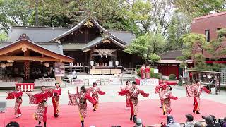 【4K】花水葵（はなみずき）☆秦野元気まつり春の陣/出雲大社相模分祠/1回目/2023.04.08/CanonEOS90D