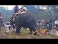 anayadi pooram 2025 full video. തലയെടുപ്പുള്ള എല്ലാ കൊമ്പന്മാരും ഒന്നിച്ച ഗജമേള.