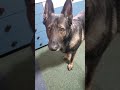 シェパード犬　遊ぼうって持って来るけど雨降り ルーティン ボール遊び 大型犬のいる生活