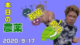 【2020/9/17】本日の散布農薬(炭疽病,疫病)【いちご栽培,防除】