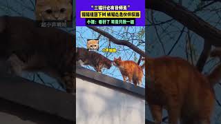 “三猫行必有我师焉”，猫猫组团下树，橘猫怂恿伙伴探路，小狸：看好了，哥我只教一遍 #douyin #china #tiktok #funny