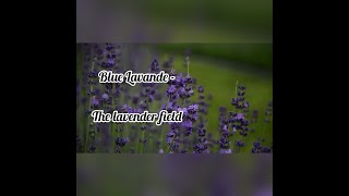 Bleu Lavande - One of those amazing lavender fields/Quebec Province #bleulavande