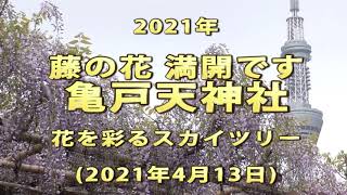 2021年　藤の花　満開です　亀戸天神社　花を彩るスカイツリー