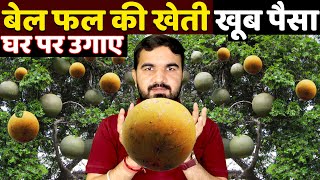 Bael ki kheti | बेल का पौधा | Wood apple farming | bael patr | bhel pathar | bael sharbat beal fruit