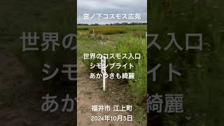 「宮ノ下コスモス広苑、世界のコスモス入口」まだ、早すぎ⁈でも、シモンブライト、あかつきも奇麗。東京ドーム4個分の広大な土地に、約1億本ものコスモスが咲き誇ります。福井市 江上町。2024年10月5日。