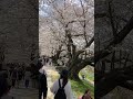 満開の桜 桜のトンネル11