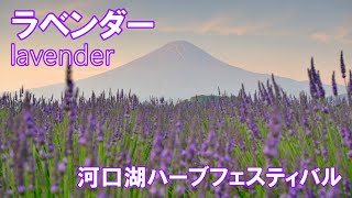 河口湖ハーブフェスティバル 大石公園 2022 4K | lavender | 山梨県観光スポット