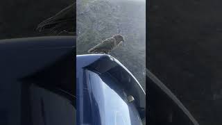 Kea bird, New Zealand